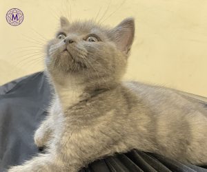 How to choose suitable food ofr your cat