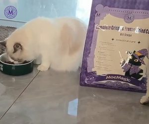 Moemagic cat food test