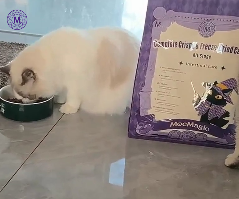 Moemagic cat food test